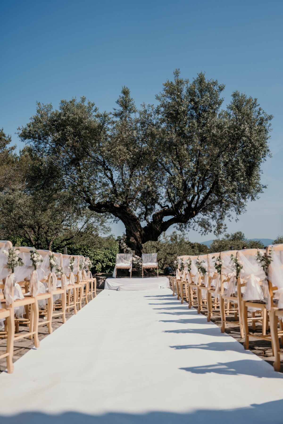 Allée de cérémonie bordée de chaises en bois, au pied d'un très vieil olivier