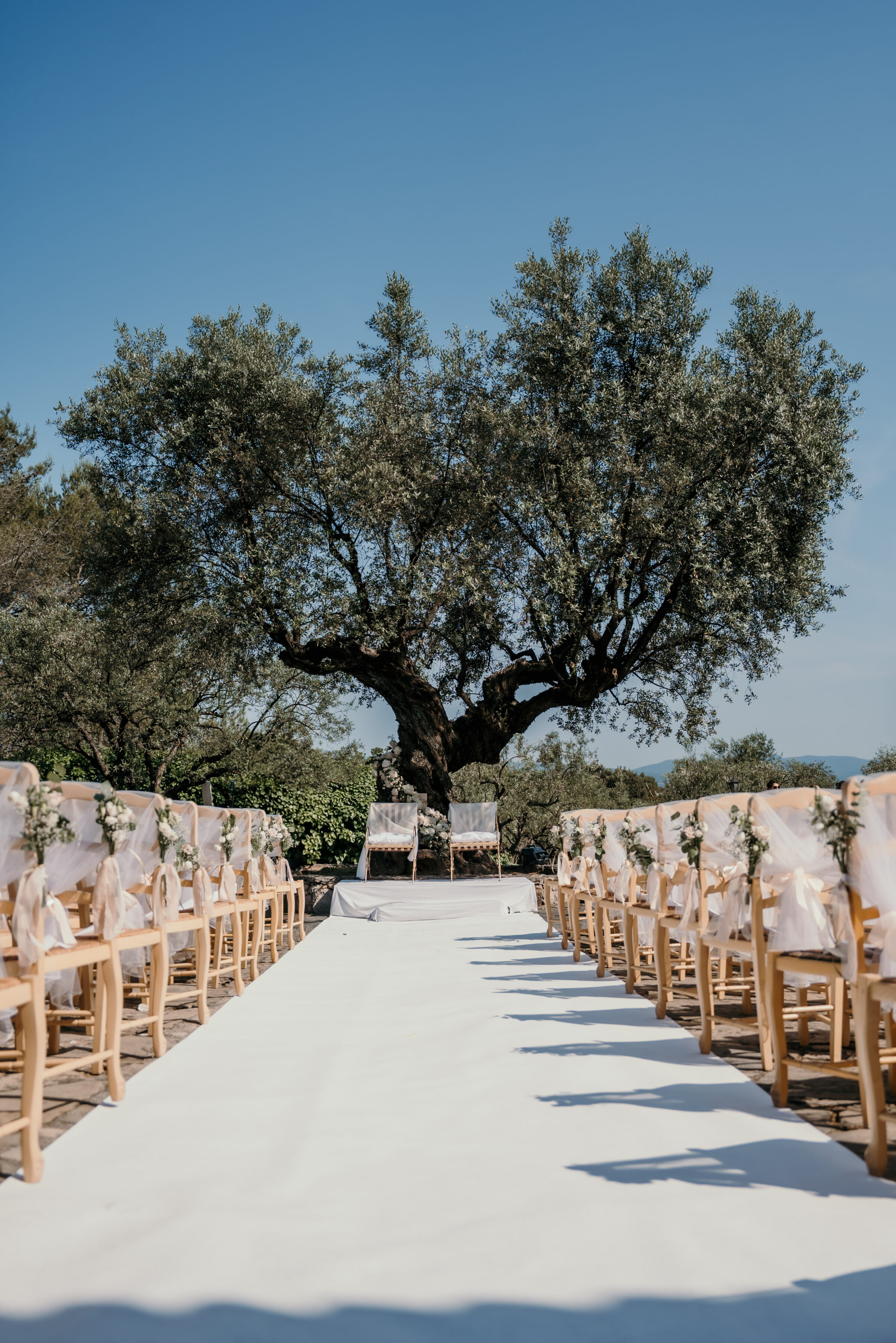 Accueil 95 Allée de cérémonie bordée de chaises en bois, au pied d'un très vieil olivier, sous un ciel bleu